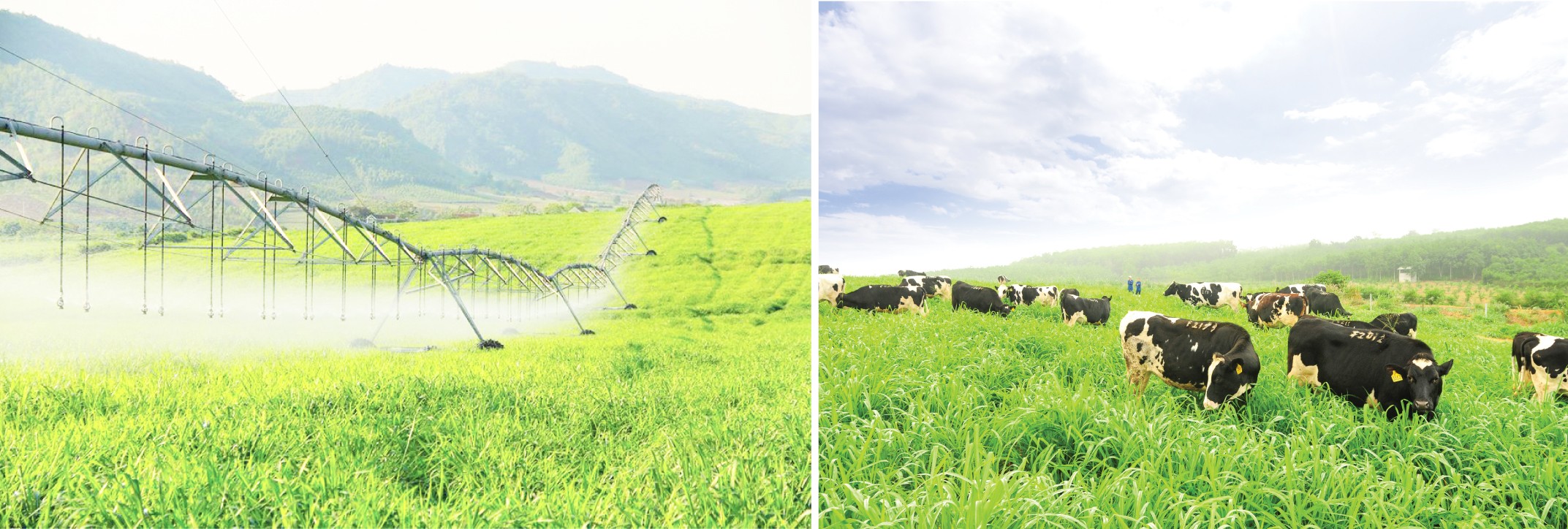 Đất gió Lào nắng cháy nay đã thành thủ phủ nuôi bò sữa với những kỳ tích ngỡ chỉ có trong mơ.