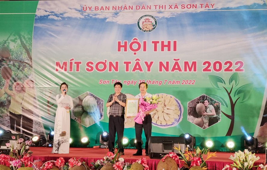 Sẵn sàng cho hội thi mít thị xã Sơn Tây