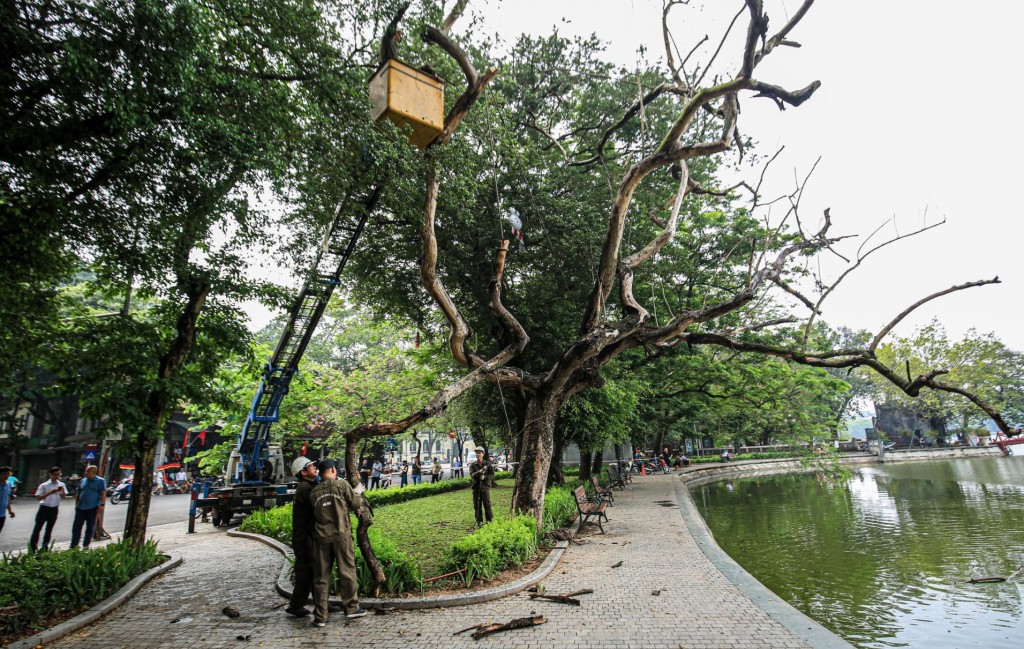 Hà Nội: Chặt hạ 3 cây sưa quý chết khô bên hồ Gươm