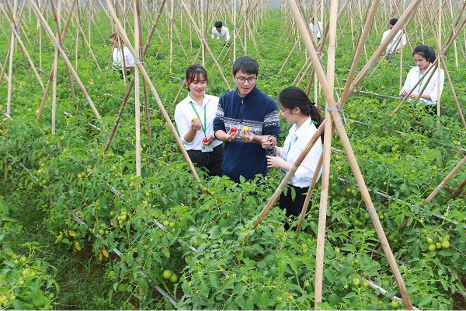 Mô hình nghiên cứu chọn giống cà chua tại Học viện