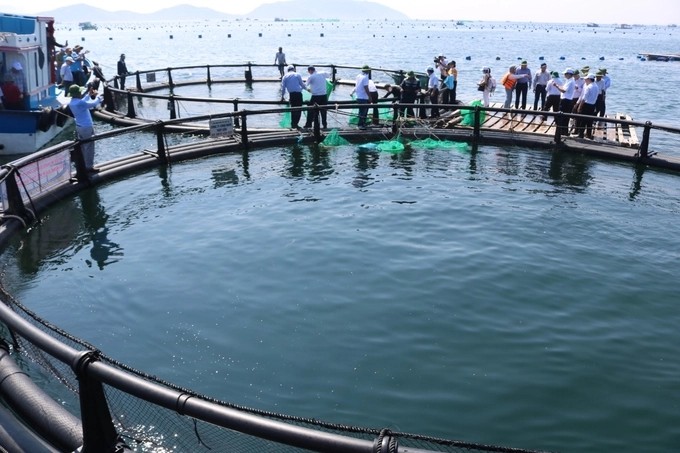 Lồng nuôi HDPE thủy sản vùng biển hở ở TP Cam Ranh, tỉnh Khánh Hòa.