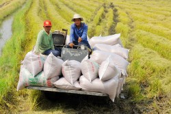 Phát triển đa dạng hóa các thị trường xuất khẩu gạo