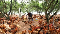 Hà Nội: Đẩy mạnh liên kết chuỗi giúp ngành chăn nuôi phát triển bền vững