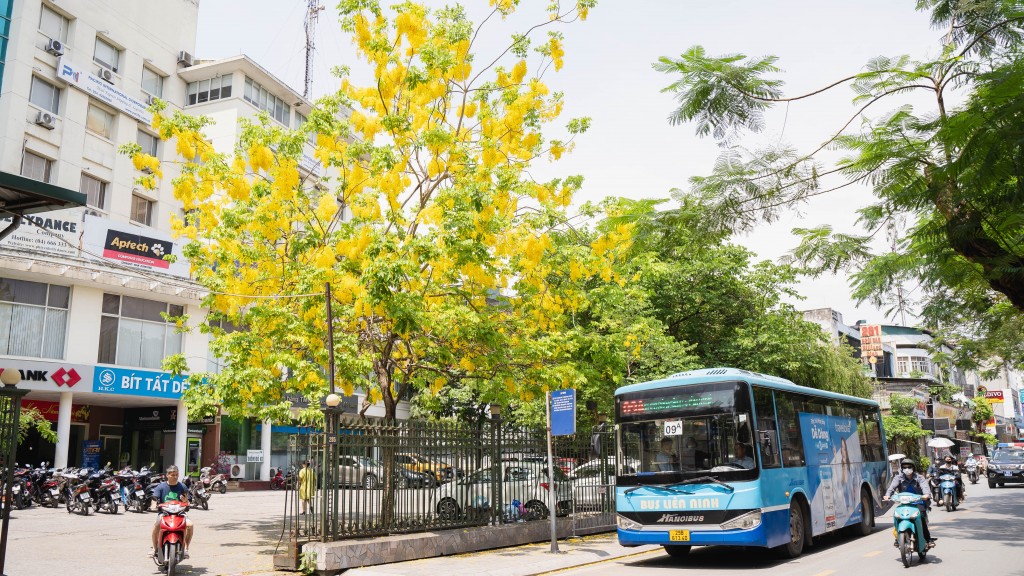 Ngắm muồng hoàng yến khoe sắc khắp phố phường Hà Nội