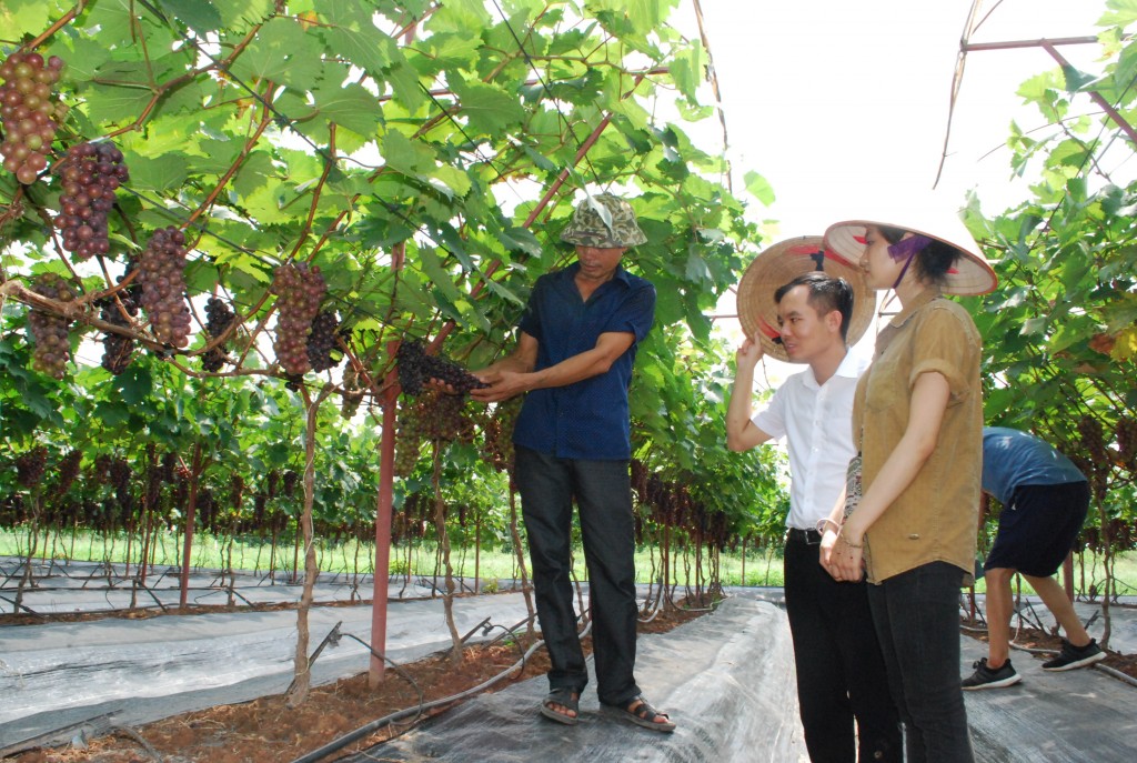 Hà Nội: Phát triển nông nghiệp xanh gắn với du lịch sinh thái trải nghiệm