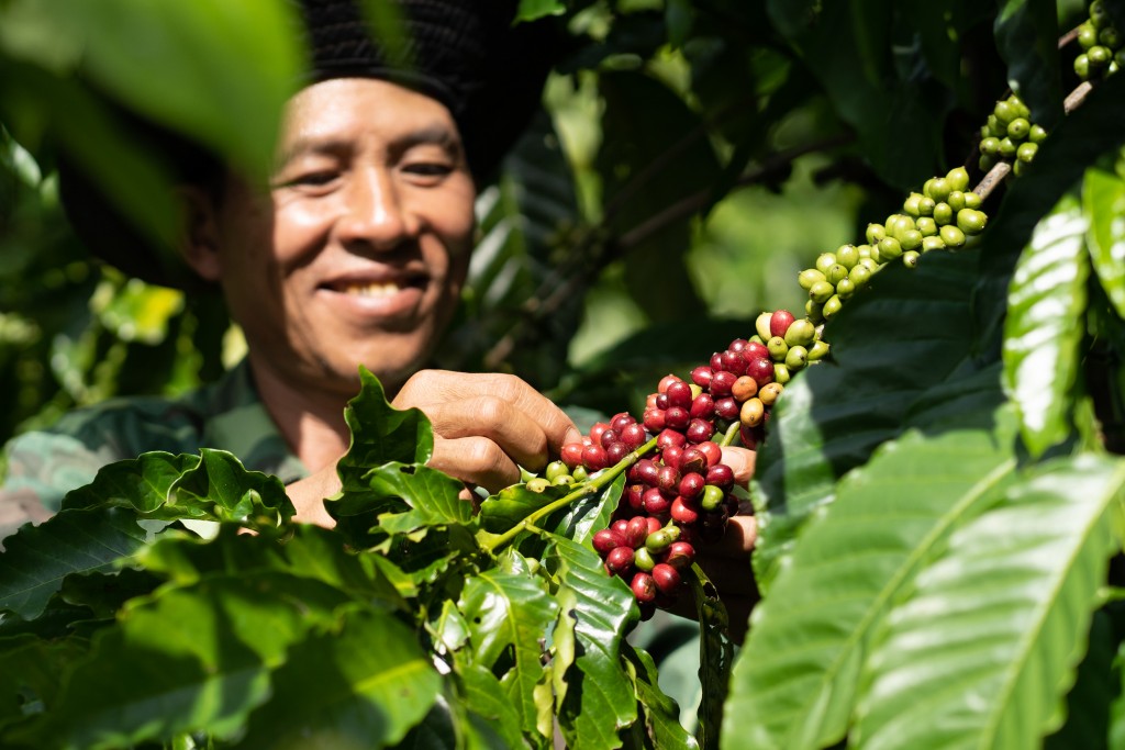 Người nông dân trồng cà phê tham gia vào chương trình NESCAFÉ Plan_hình 2