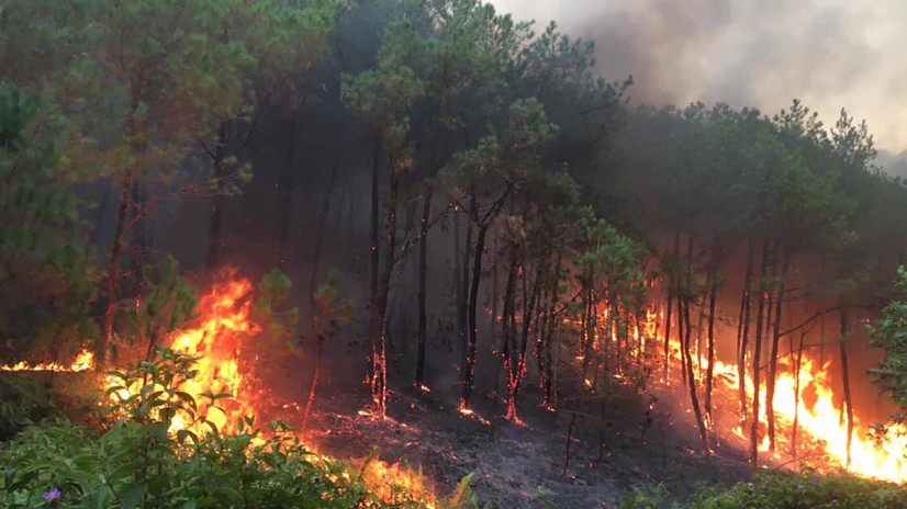 Quảng Ninh xảy ra cháy rừng làm 2 người tử vong