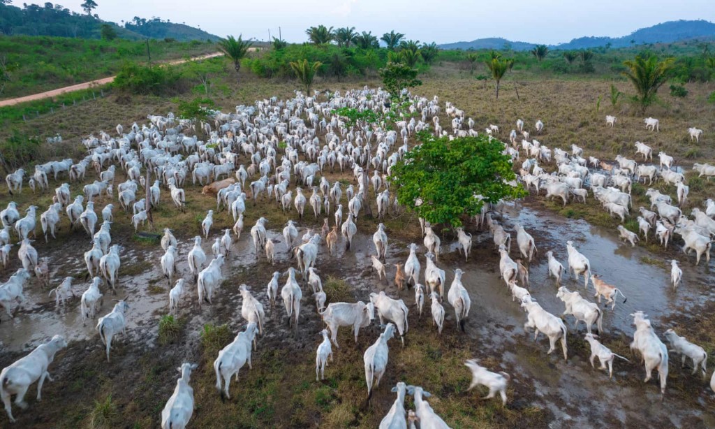 Chăn nuôi gia súc là nguyên nhân hàng đầu của nạn phá rừng trên khắp Brazil (Ảnh: Getty Images)