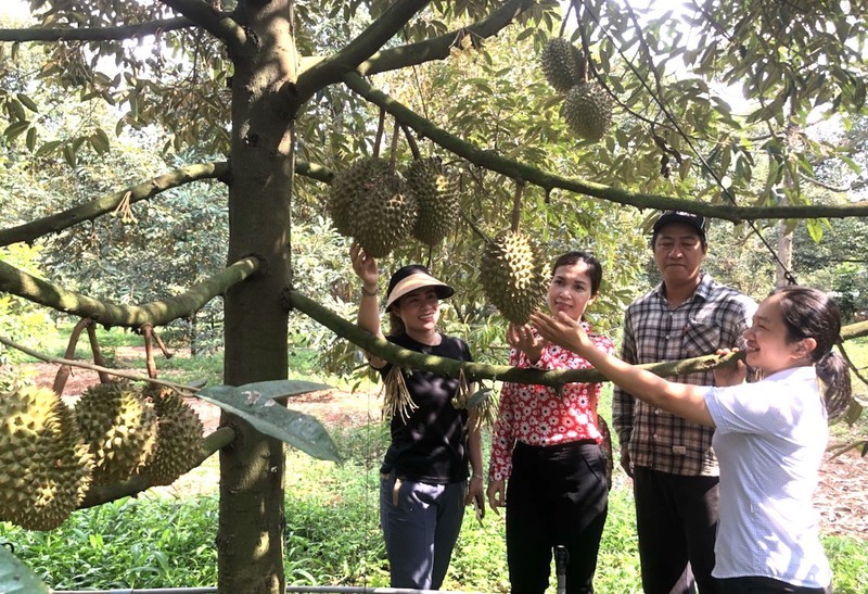 Du khách trải nghiệm tại những vườn trái cây ở TP Long Khánh.