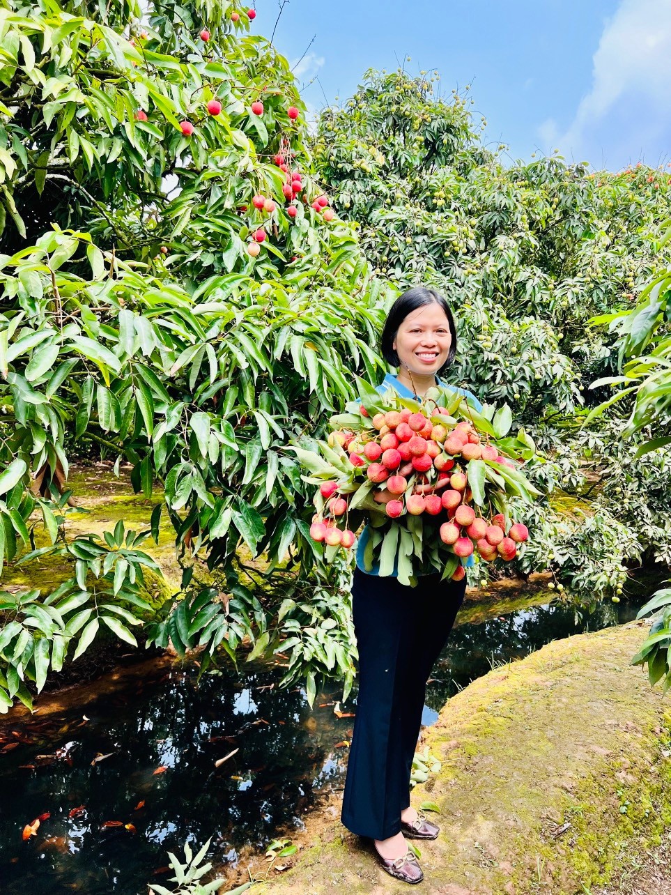 Xây dựng thương hiệu vải thiều Thanh Hà hướng đến các thị trường “khó tính”