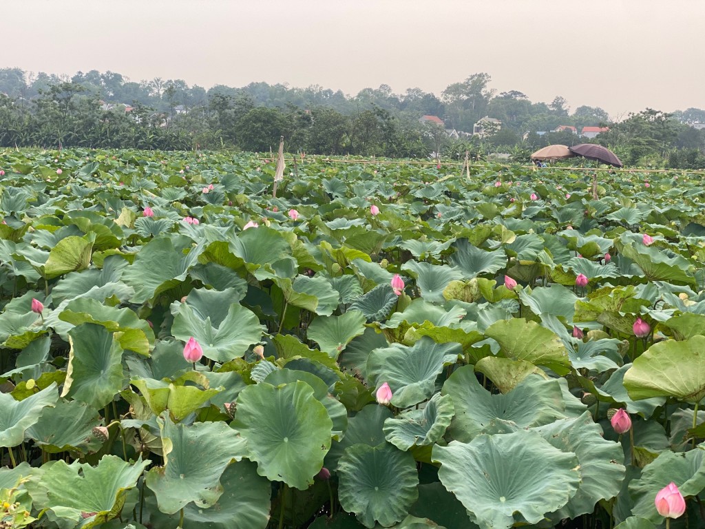 Mênh mông bát bát đầm sen