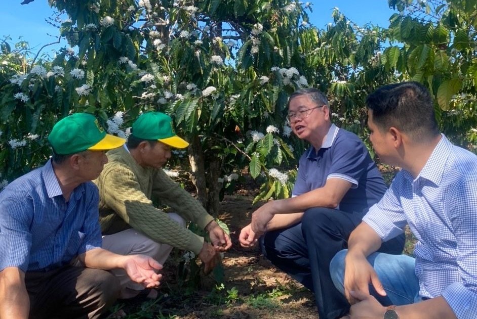 Các nhà khoa học của Công ty Bình Điền đang hướng dẫn các nhà nông kỹ thuật để chăm sóc cây cà phê đạt năng suất cao