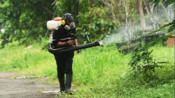 Muỗi “bùng nổ dân số” do biến đổi khí hậu