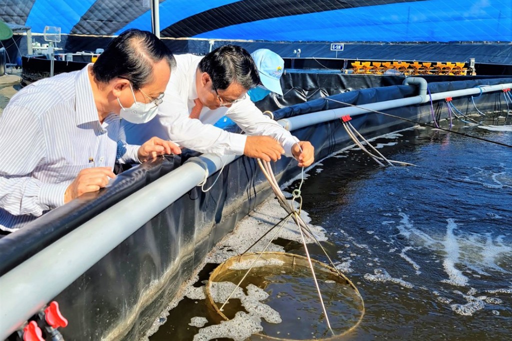 Bạc Liêu đẩy mạnh nuôi tôm ứng dụng công nghệ cao