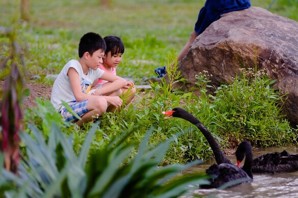 Sống ở Ecopark, trẻ có tuổi thơ gần gũi thiên nhiên