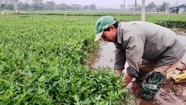 Đẩy mạnh chuỗi liên kết để nông sản Thủ đô dễ dàng tiêu thụ