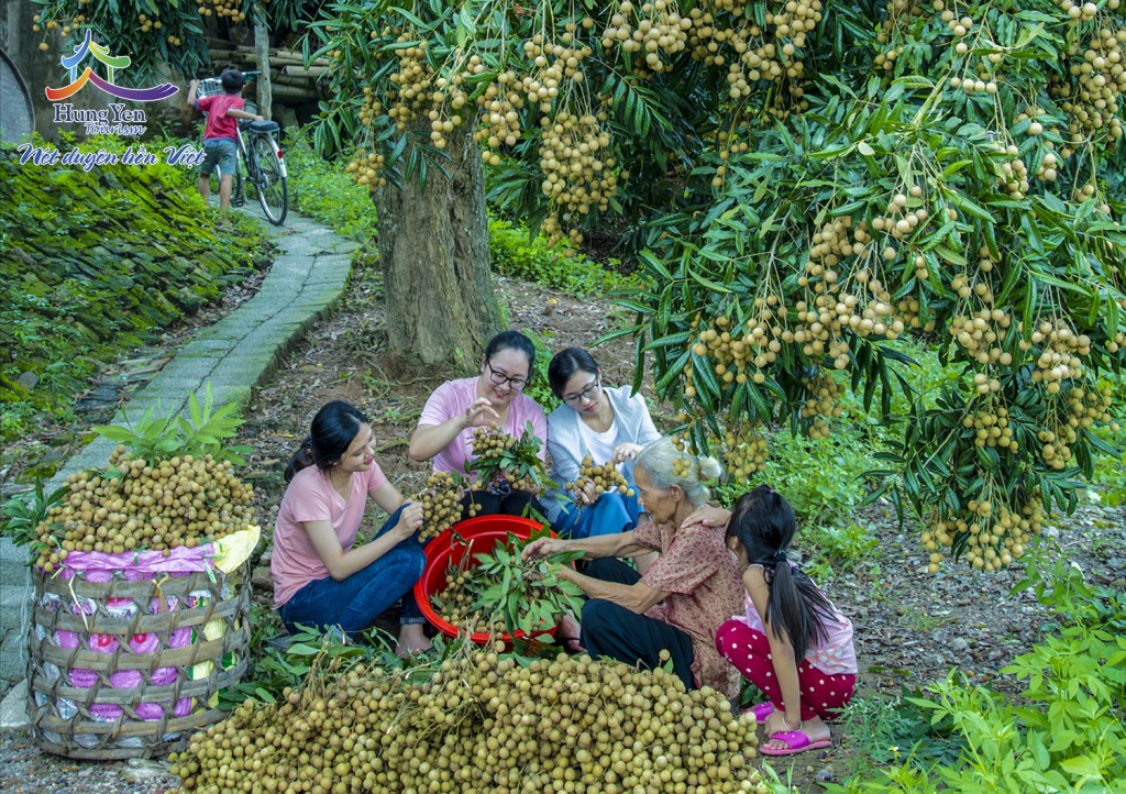 Mùa nhãn về trên đất Hưng Yên