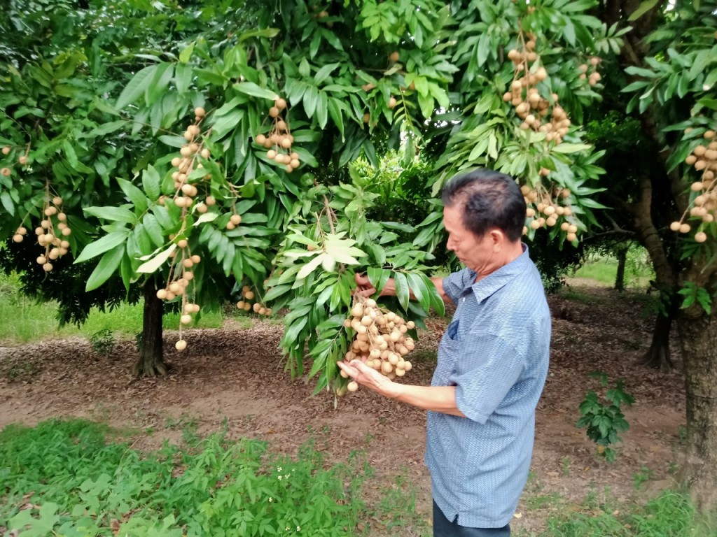 Nhãn chín muộn Đại Thành - Sản phẩm OCOP 4 sao của huyện Quốc Oai