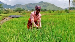 Ấn Độ cấm xuất khẩu gạo, giá lương thực toàn cầu có thể tăng cao