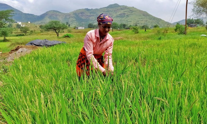 Một phụ nữ thu hoạch lúa chín trên cánh đồng ở làng Karunj ở bang Maharashtra, miền Tây Ấn Độ tháng 10 năm ngoái (Ảnh: Reuters)