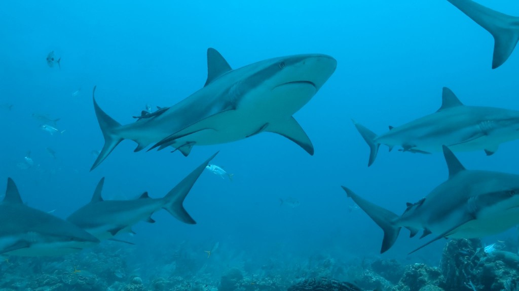 Những con cá mập ở ngoài khơi bờ biển bang Florida, Mỹ có thể đã ăn phải cocaine do những kẻ buôn lậu thả xuống biển, gây ảnh hưởng tới hành vi (Ảnh: Istock)