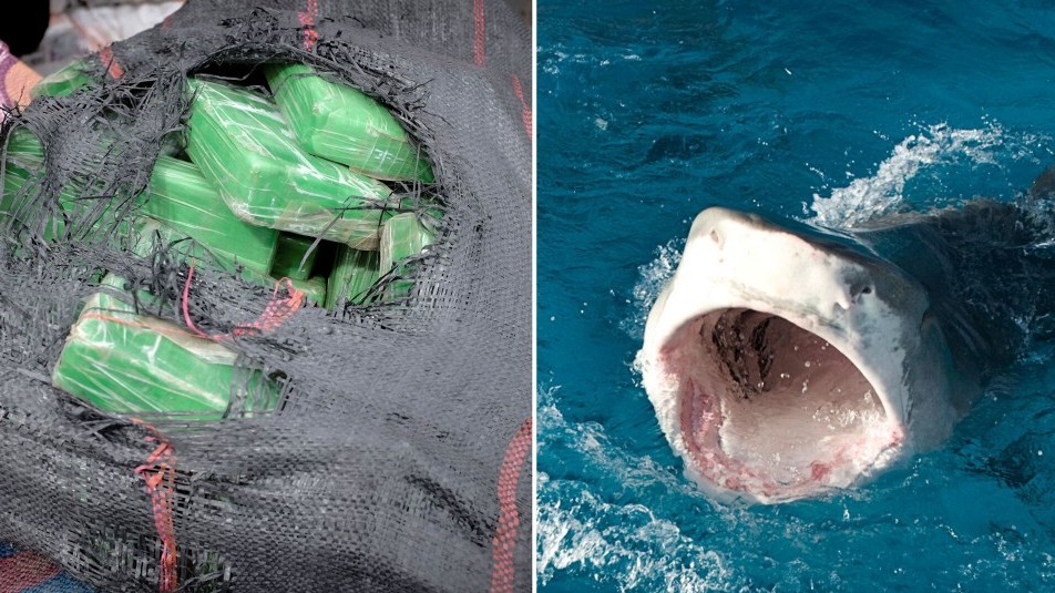 Cá mập có hành vi lạ do nuốt phải cocaine bị ném xuống biển