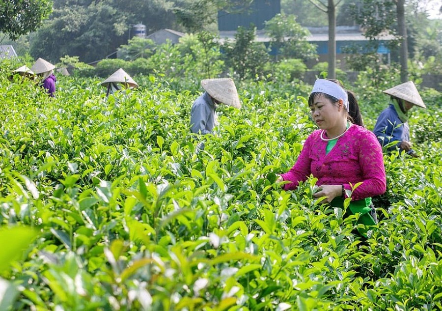 Thúc đẩy phát triển kinh tế xã hội vùng dân tộc thiểu số ở Ba Vì