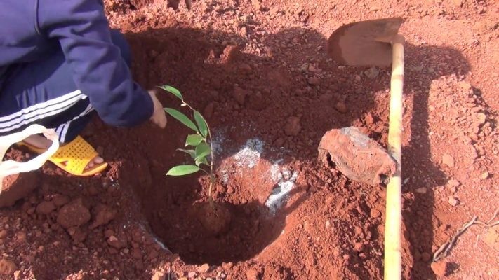Quy trình trồng và chăm sóc cây sầu riêng
