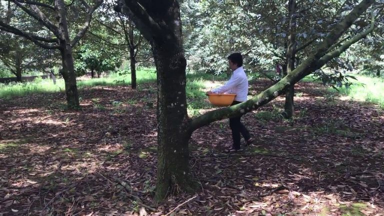 Quy trình trồng và chăm sóc cây sầu riêng