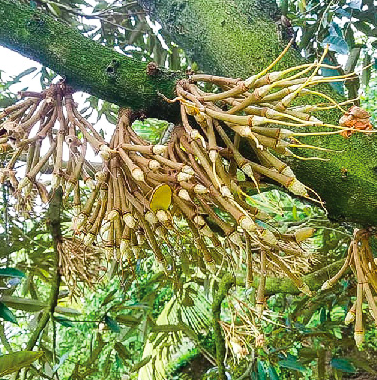 Quy trình chăm sóc cây sầu riêng giai đoạn tạo mầm và xử lý ra hoa, đậu trái