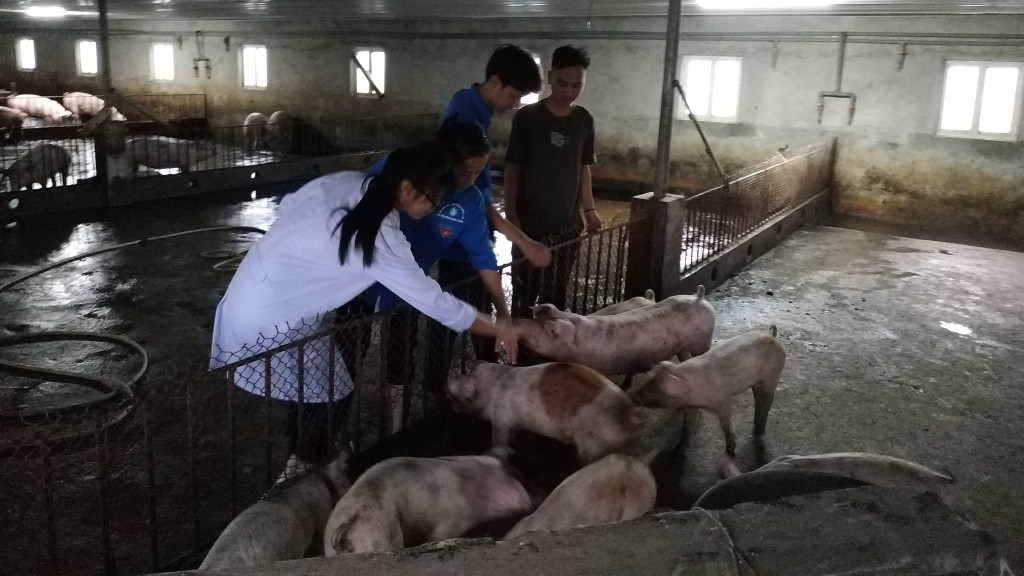 Thành viên “Đội hình chuyên chuyển giao tiến bộ khoa học kỹ thuật” hướng dẫn kỹ thuật chăn nuôi lợn