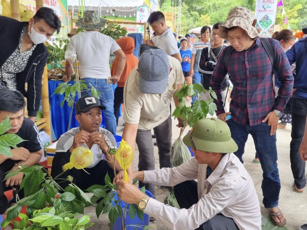 Quảng Nam: Khai mạc Lễ hội sâm Ngọc Linh lần thứ V