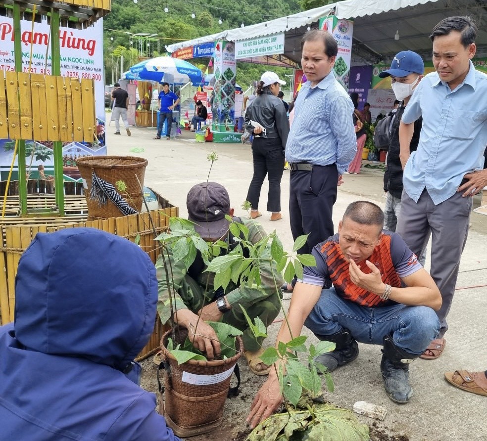 Quảng Nam: Khai mạc Lễ hội sâm Ngọc Linh lần thứ V