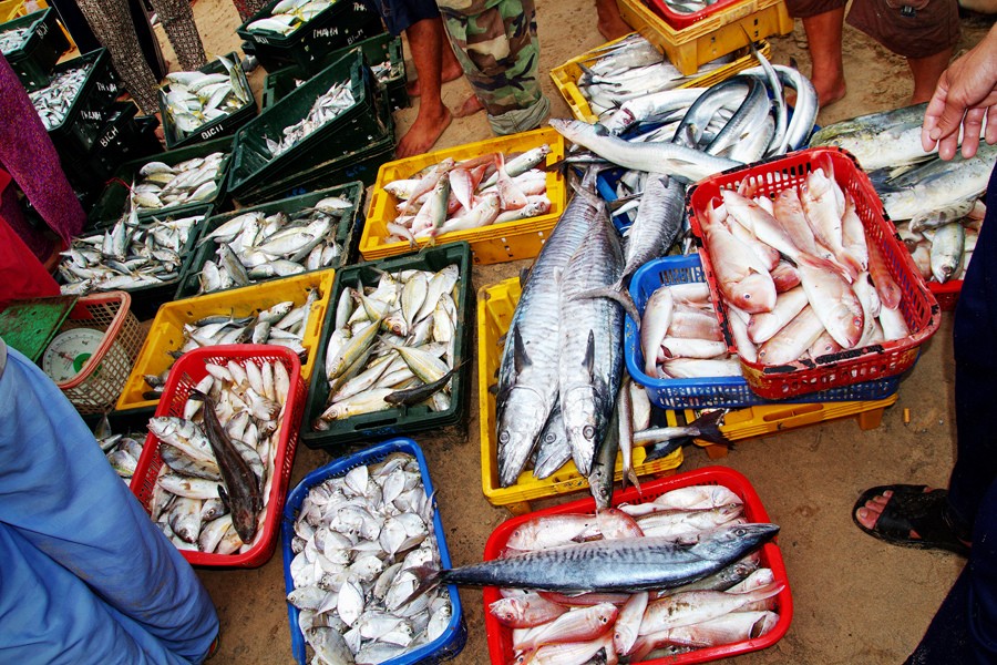 Ngộ độc cá ciguatera thường gặp với các loại cá ở rặng san hô như: cá nhồng, cá hồng, cá tầm, cá cháo, cá cam, cá mú, cá mó, cá vược, cá chình, cá mập (gan cá), cá dọn vệ sinh sọc lam…