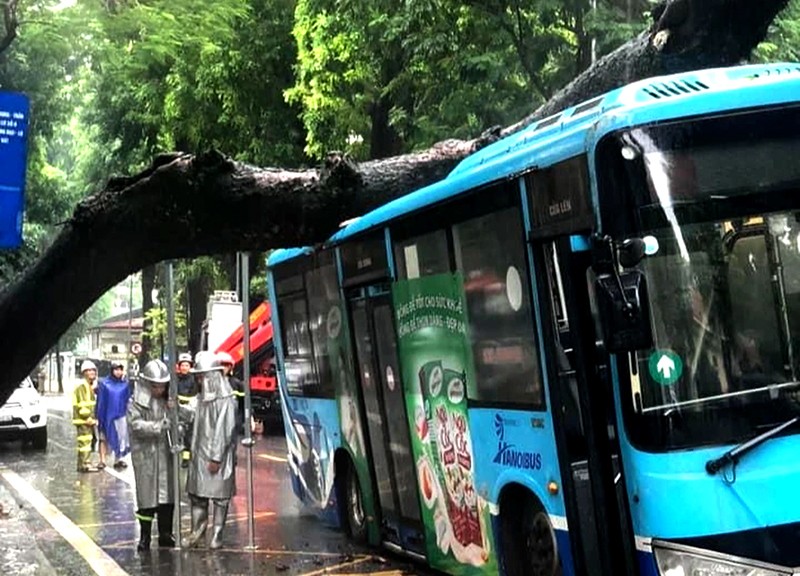 Hiện trường cây xanh cổ thụ đổ đè vào xe buýt đang di chuyển trên phố Tăng Bạt Hổ