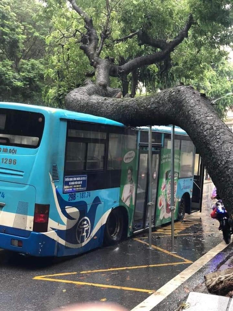 Hà Nội: Cây xanh đổ đè trúng xe buýt đang đi trên phố Tăng Bạt Hổ