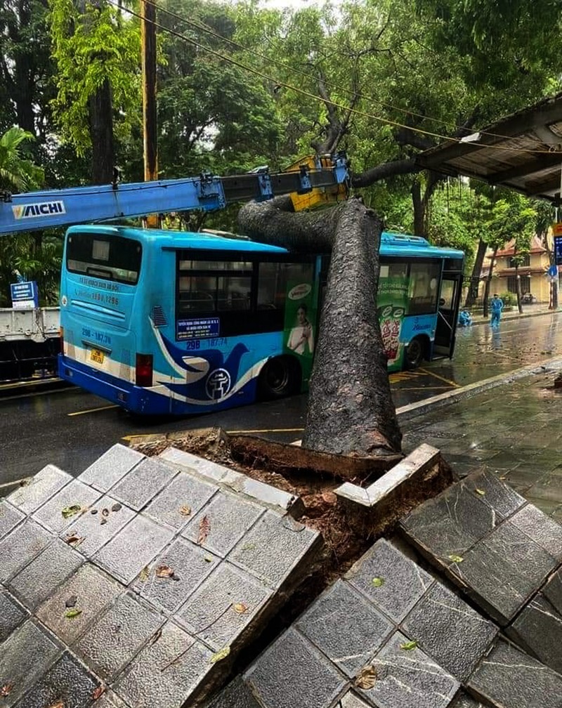 Cây đổ bật gốc, tung cả mảng vỉa hè