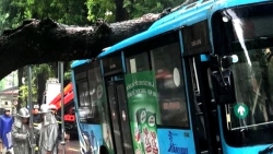 Hà Nội: Cây xanh đổ đè trúng xe buýt đang đi trên phố Tăng Bạt Hổ