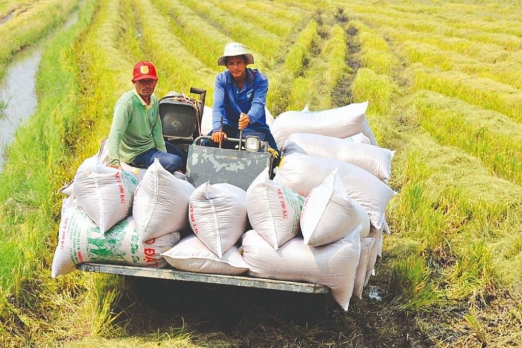Đảm bảo an ninh lương thực, thúc đẩy sản xuất, xuất khẩu gạo bền vững
