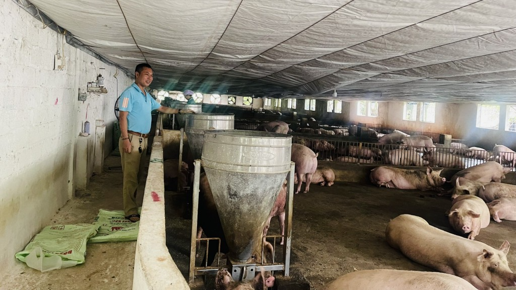 Ông Hà Văn Nhật chăm sóc đàn lợn 