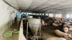 Nông dân Sơn Tây làm giàu với mô hình chăn nuôi lợn