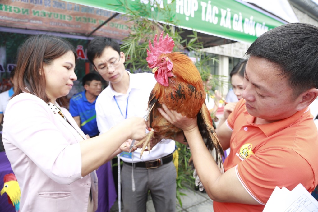 Độc lạ lễ hội Vua gà Tiên Yên (BTC đo độ dài cựa gà, tại lễ hội Vua gà năm 2020.