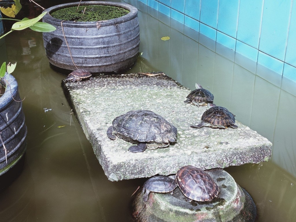 Kiểm lâm TP Hồ Chí Minh lý giải việc xử lý tin báo động vật hoang dã thấp nhất cả nước