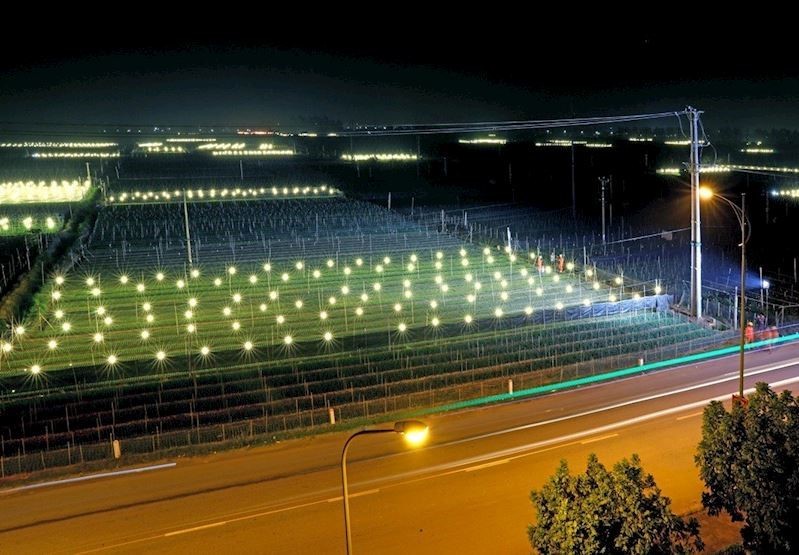 Điện thắp sáng ban đêm phục vụ các cánh đồng trồng hoa trên địa bàn huyện Mê Linh (Ảnh tư liệu)