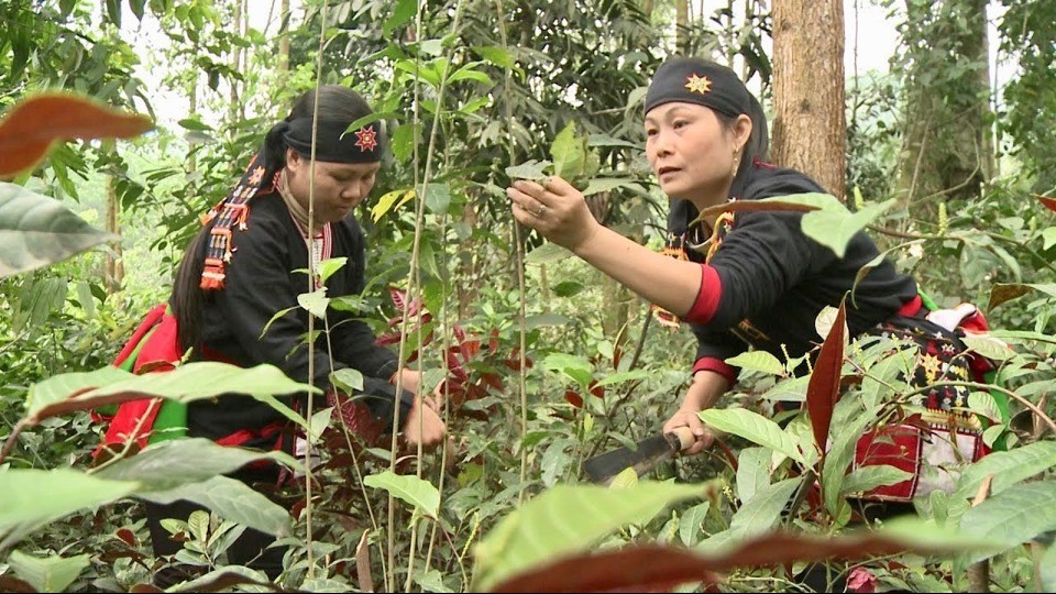 Ba Vì nỗ lực bảo tồn, phát triển nghề thuốc Nam