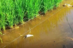 Hải Phòng: 2 người tử vong do bị điện giật
