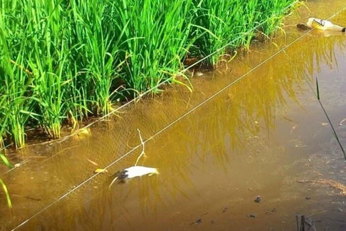 Đánh bắt chuột bằng điện tại cánh đồng
