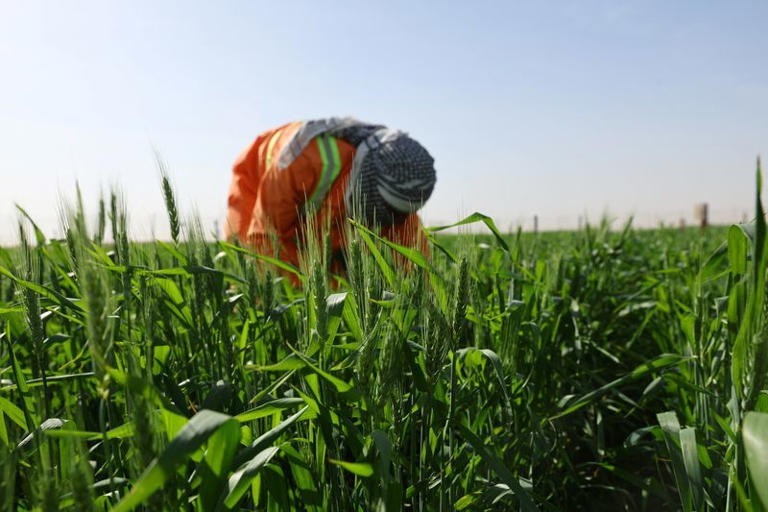 Trang trại lúa mì trên sa mạc Sharjah (Ảnh: Reuters)