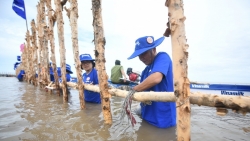 Đẩy mạnh dự án "Cánh rừng Net Zero", Vinamilk khoanh nuôi tái sinh 25ha rừng ngập mặn Cà Mau