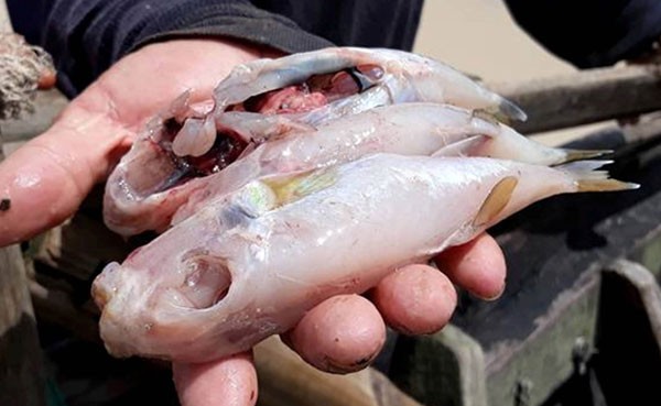  Mặc dù các cơ quan chức năng luôn cảnh báo người dân không nên sử dụng cá nóc khi không nắm rõ cách chế biến loại cá độc hại này, song trên thực tế ngộ độc cá nóc vẫn diễn ra hàng năm